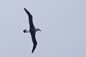 Grey headed Albatross