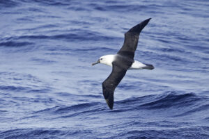Indian Yellow Nosed Albatross