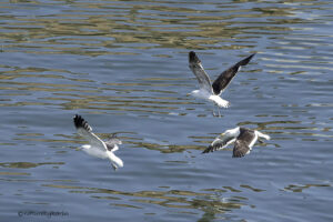 Kelp Gull