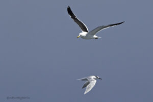 Kelp Gull