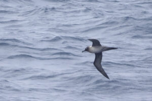 Light mantled Albatross