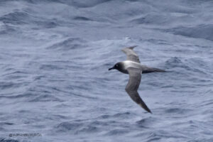 Light mantled Albatross