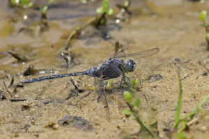 Long Skimmer