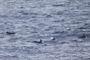 Long finned Pilot Whale