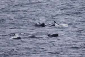 Long finned Pilot Whale