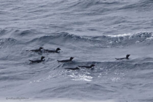 Macaroni Penguins