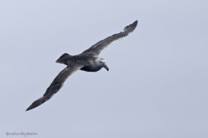 Northern Giant Petrel