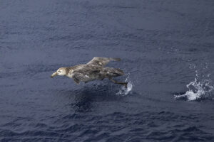 Northern Giant Petrel