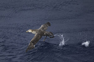 Northern Giant Petrel