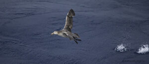 Northern Giant Petrel