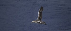 Northern Giant Petrel