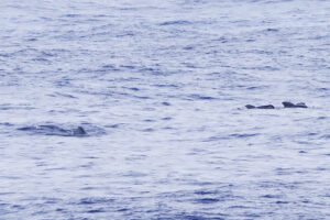 Pilot Whales