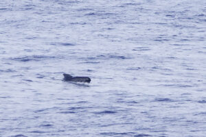 Pilot Whales