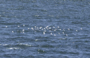 Sabines Gulls
