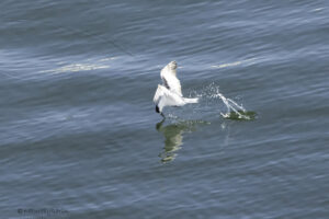 Sandwich Tern
