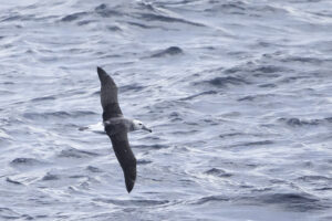 Shy Albatross