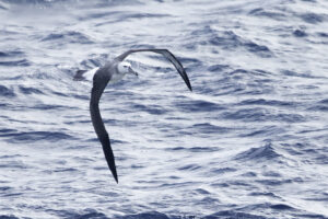 Shy Albatross