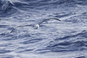 Shy Albatross