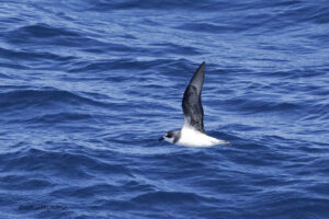 Soft Plumaged Petrels
