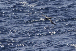 Sooty Albatross