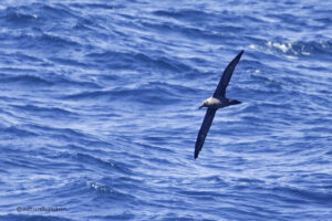 Sooty Albatross