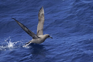 Sooty Albatross