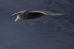 Southern Giant Petrel