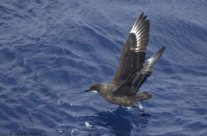 Subantarctic Skua