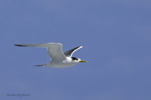 Swift Tern