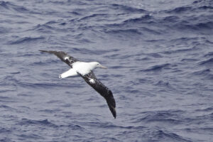 Tristan Albatross
