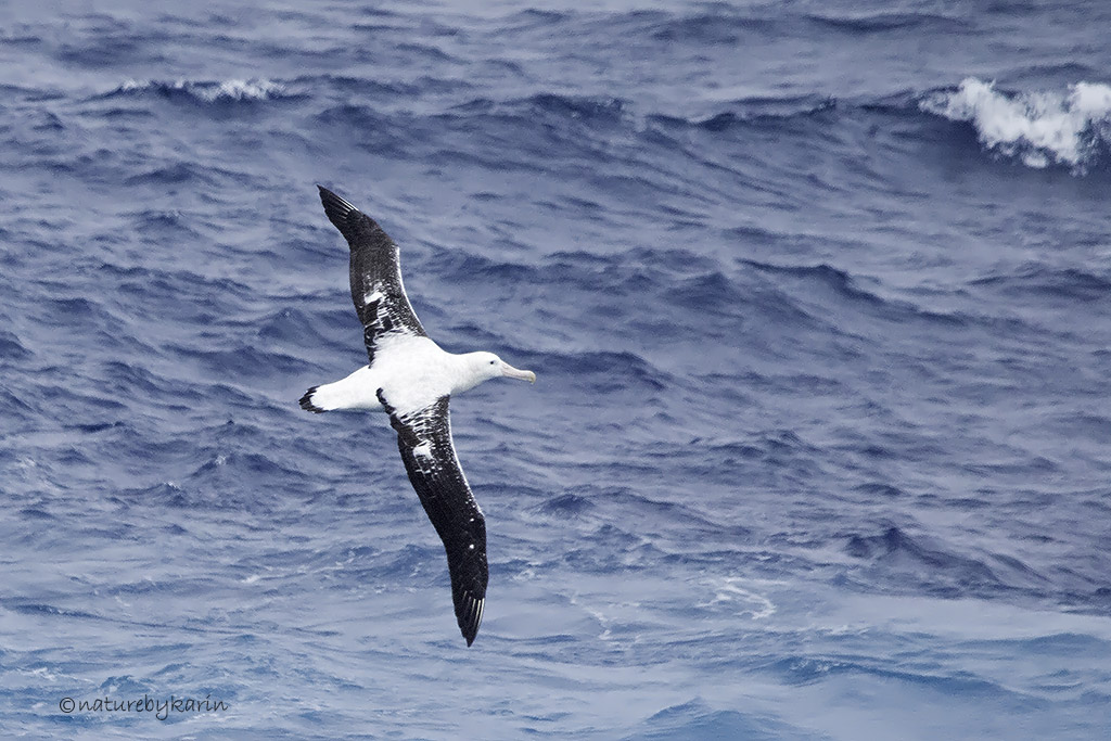 Wandering Albatross