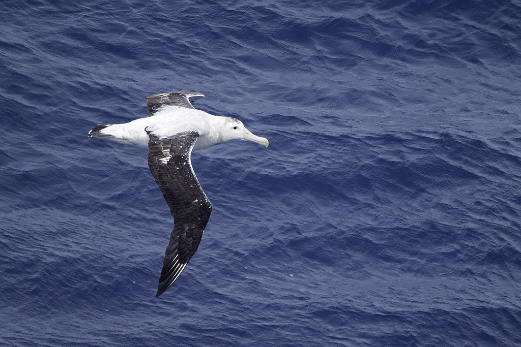 Wandering Albatross