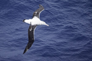 Wandering Albatross