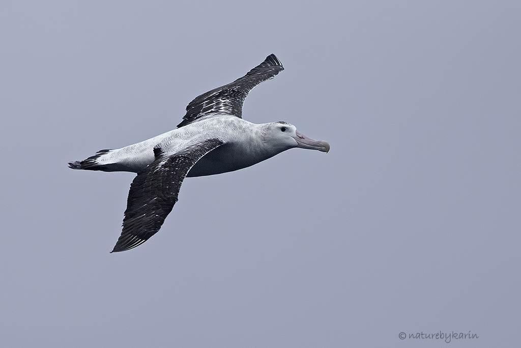 Wandering Albatross