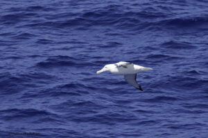 Wandering Albatross