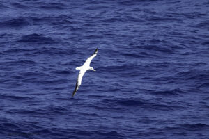 Wandering Albatross