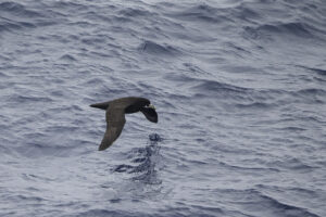 White chinned Petrel