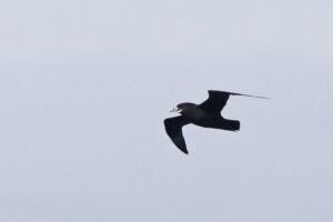 White chinned Petrel