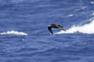 White chinned Petrel