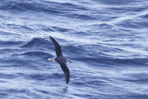 White headed Petrel