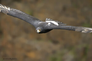 Verreauxs Eagle