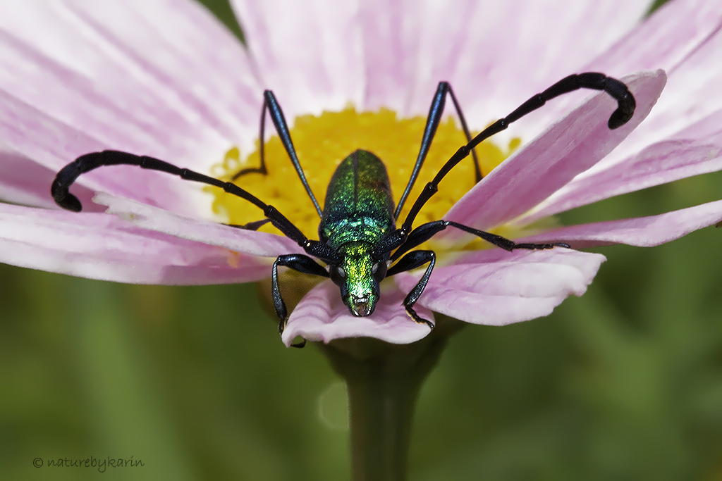 Common Metallic Longhorn Beetle
