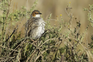 Rufous Eared Warbler