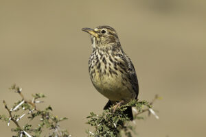 Sabota Lark