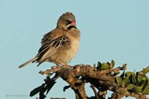 Scaly throated Finch