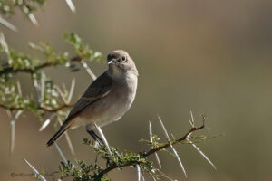 Sickle Winged Chat