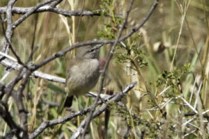 Yellow bellied Eremomela
