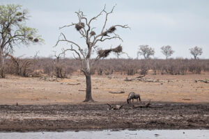 Blue Wildebeest