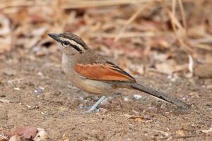 Brown crowned Tchagra
