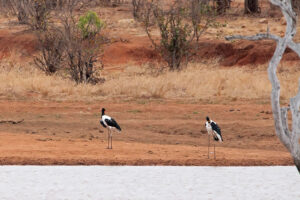 Saddle billed Stork